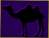 camel